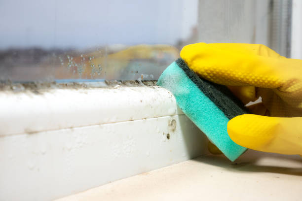 Best Black Mold Removal  in Boulder, CO