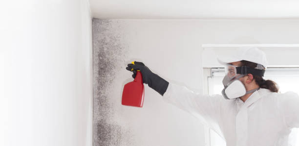 Trusted Boulder, CO Mold Removal Experts