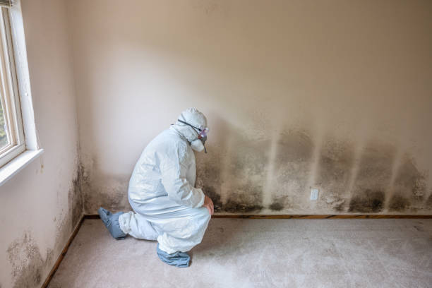 Best Local Mold Removal Service  in Boulder, CO