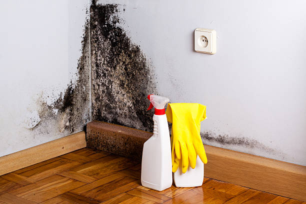 Best Professional Mold Removal  in Boulder, CO