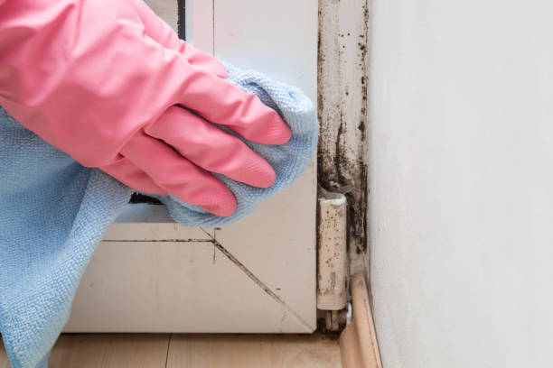 Best Toxic Mold Removal  in Boulder, CO