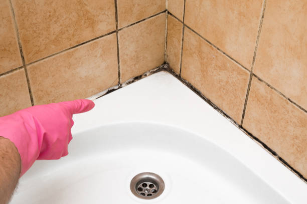 Best Attic Mold Removal  in Boulder, CO